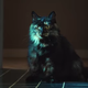 Black cat staring with murder in his eyes